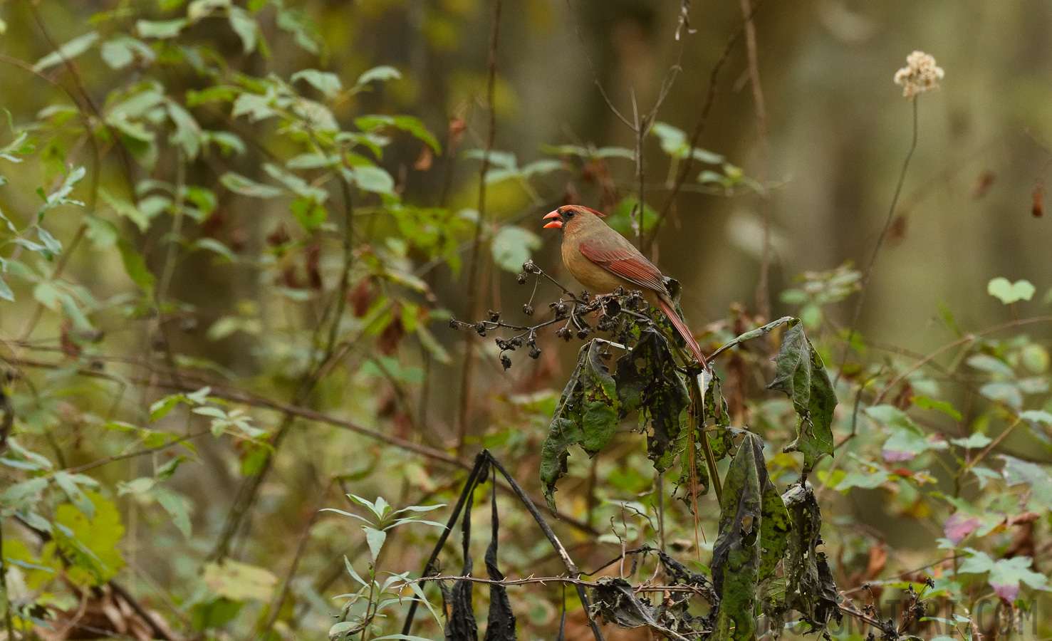 Cardinalis cardinalis cardinalis [400 mm, 1/320 sec at f / 8.0, ISO 2000]